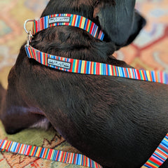 Dog wearing a colorful striped collar and leash set by Lucky Love Dog Austin.