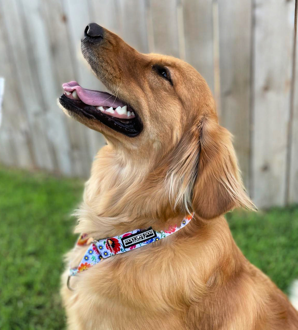 Ladybird Martingale