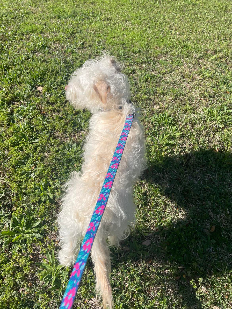Carriebelle Dog Collar