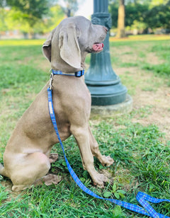 Dog in a park wearing a blue plaid Lucky Love Dog leash and collar.