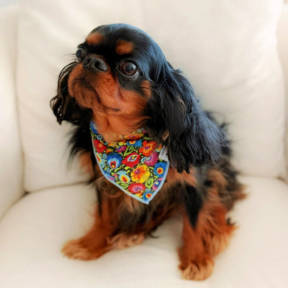 blackbird bandana on small dog