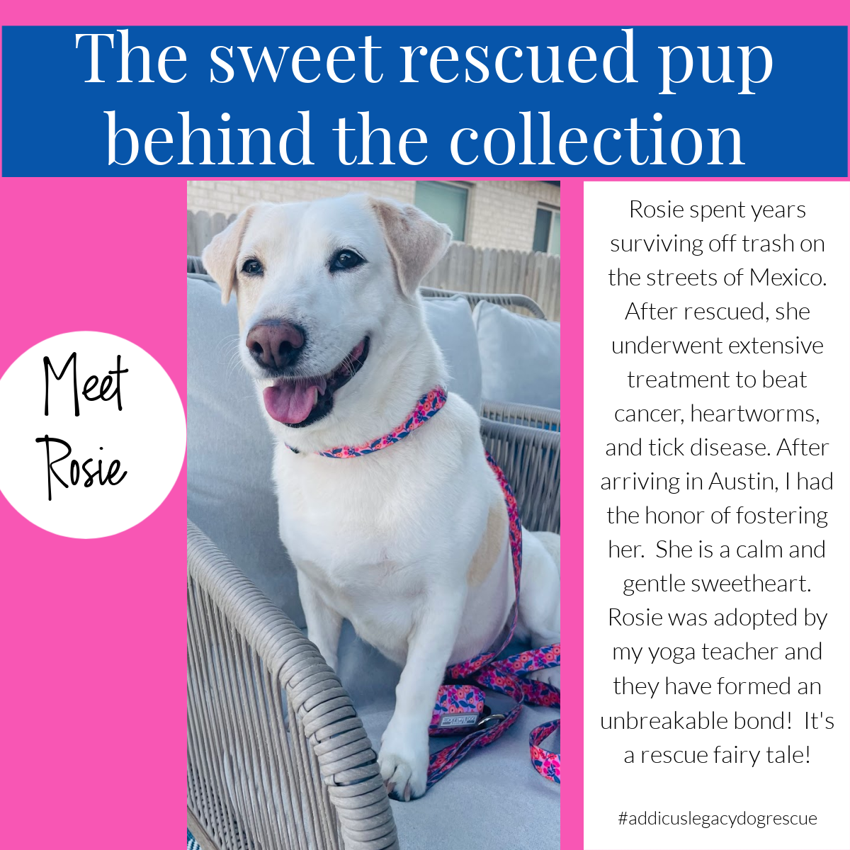 Rescued white dog named Rosie sitting on a chair wearing a pink patterned Lucky Love Dog collar and leash.