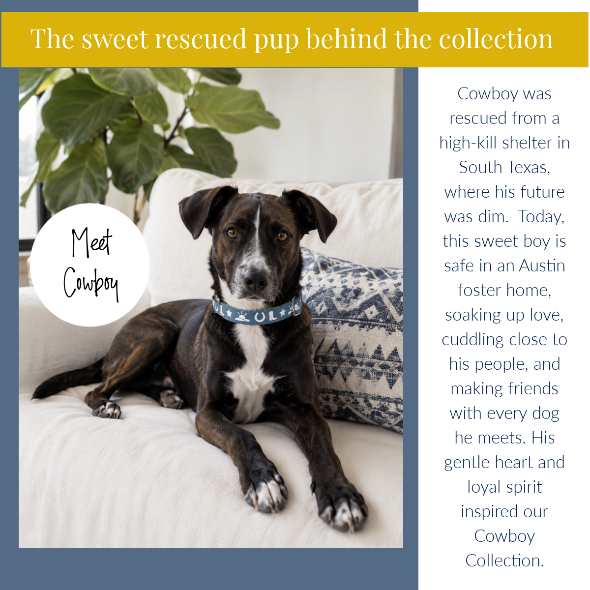Dog named Cowboy sitting on a couch with text about his rescue and current life.