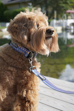 Murphy Dog Collar