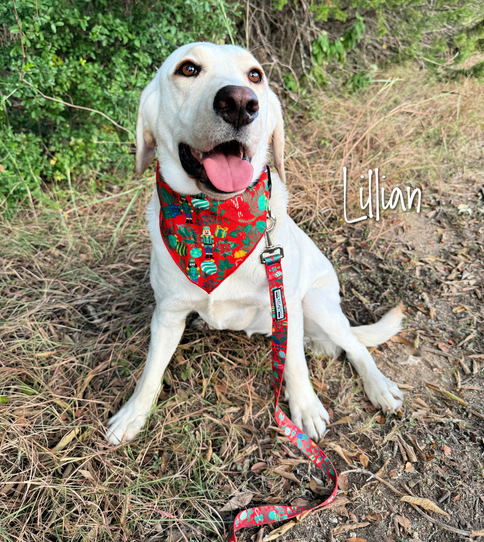 Happy yellow Labrador dog named Lillian wearing a red Nutcracker holiday bandana and matching leash outdoors.