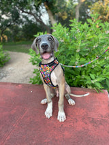 A happy Great Dane puppy wearing a vibrant, multicolored floral pattern harness and matching leash while sitting outdoors.