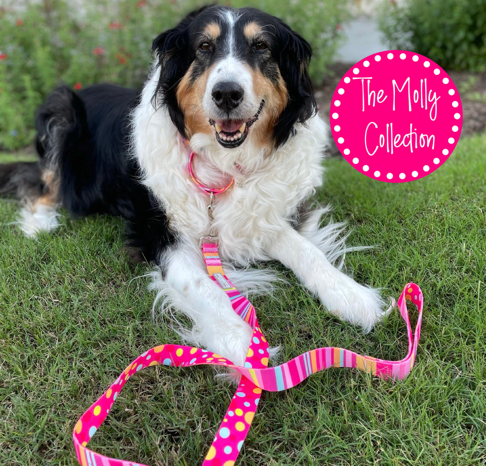Leash Bundle- Wholesale