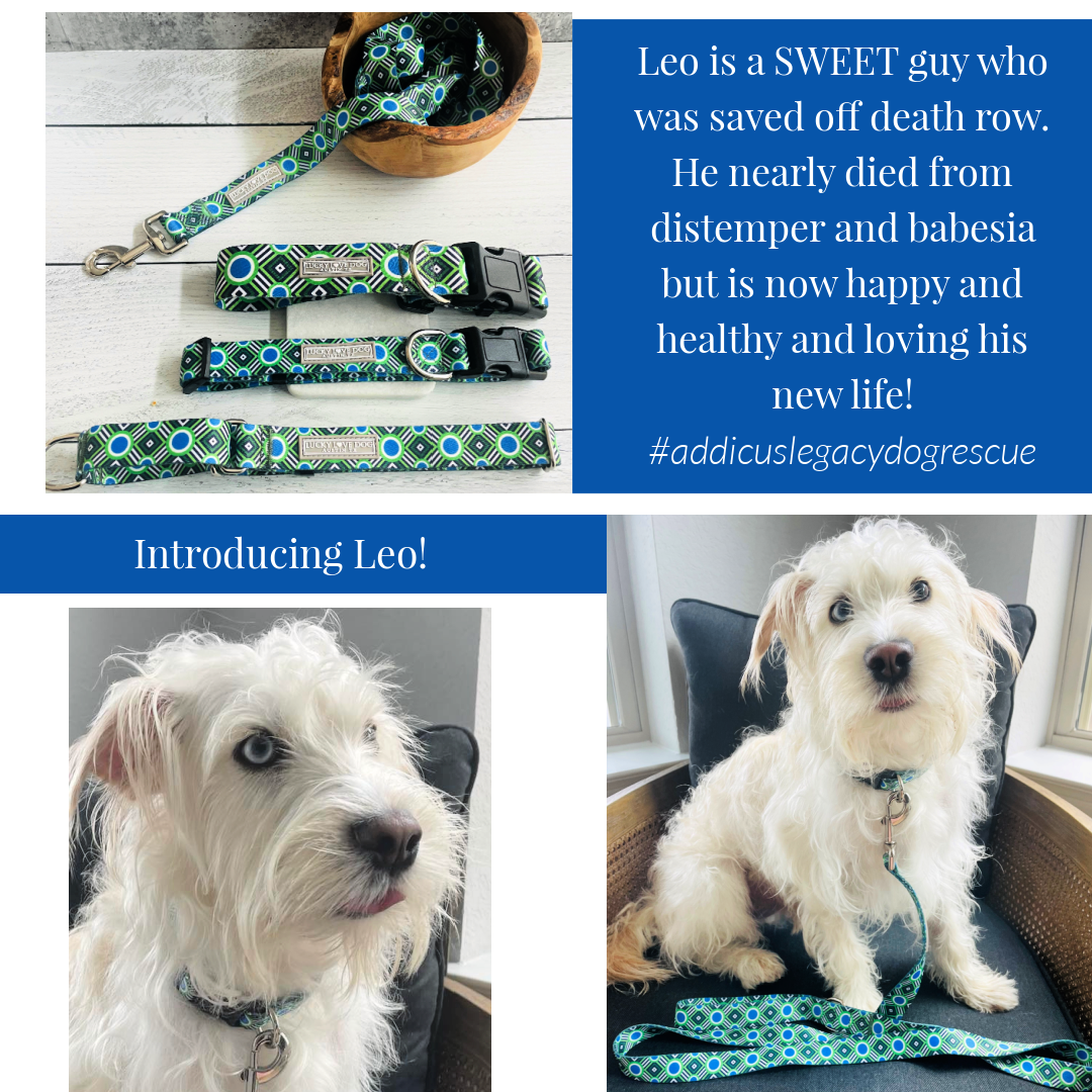 Leo the dog behind the pattern