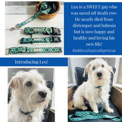 Leo the dog behind the pattern