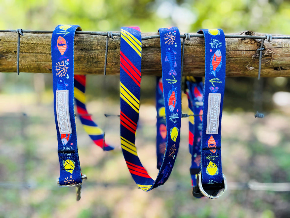 blue yellow red tropical fish coral dog leash