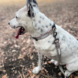 White spotted dog wearing a patterned Lucky Love Dog collar and leash outdoors.