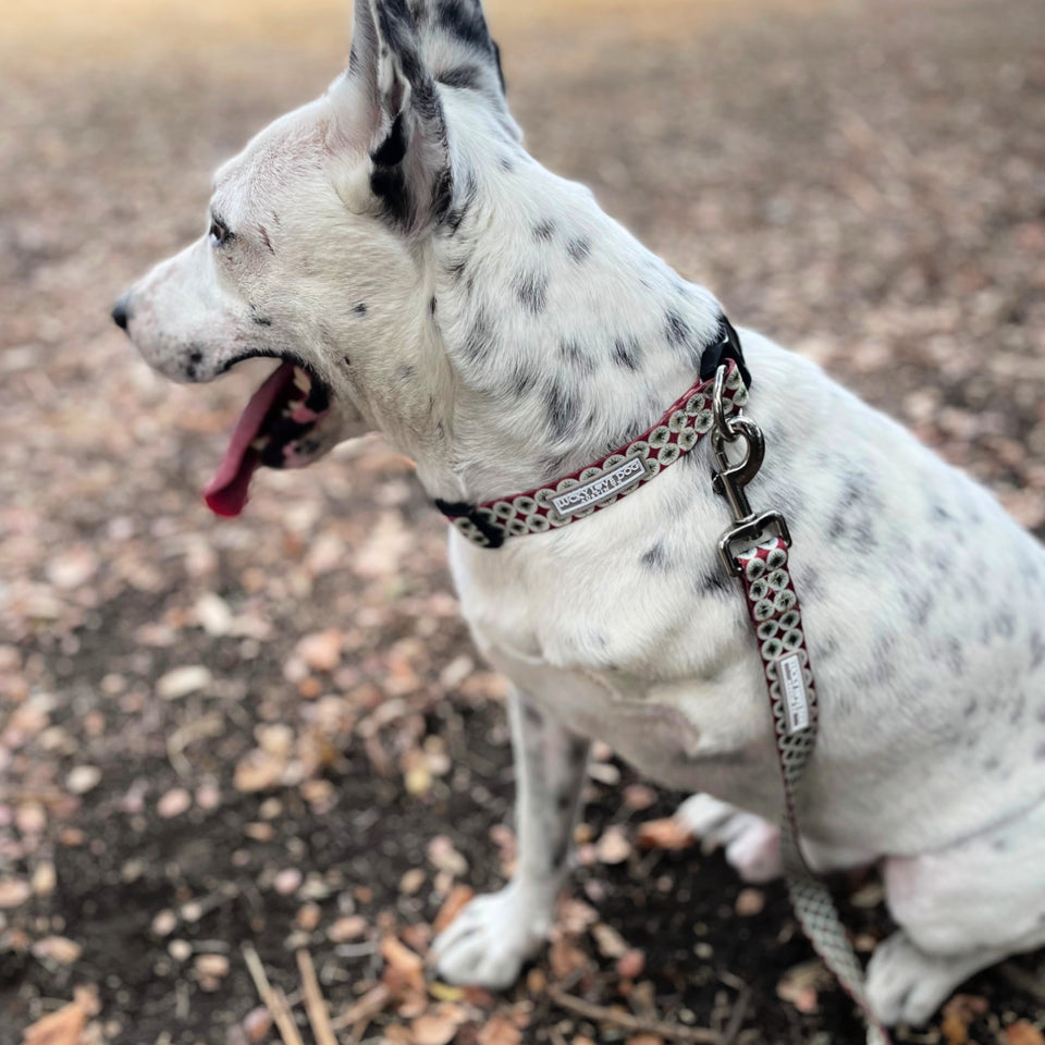 White spotted dog wearing a patterned Lucky Love Dog collar and leash outdoors.