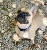 small brown dog wearing modern colorful dog collar
