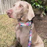 Wide Collar Bundle - Wholesale