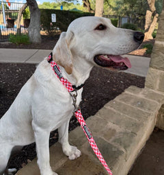 White Labrador dog sitting outdoors wearing a red gingham and bumblebee collar and matching leash.