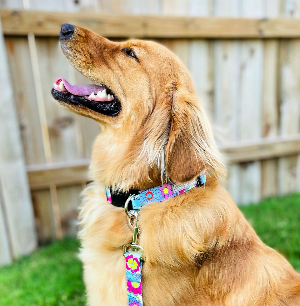 caroline collar leash