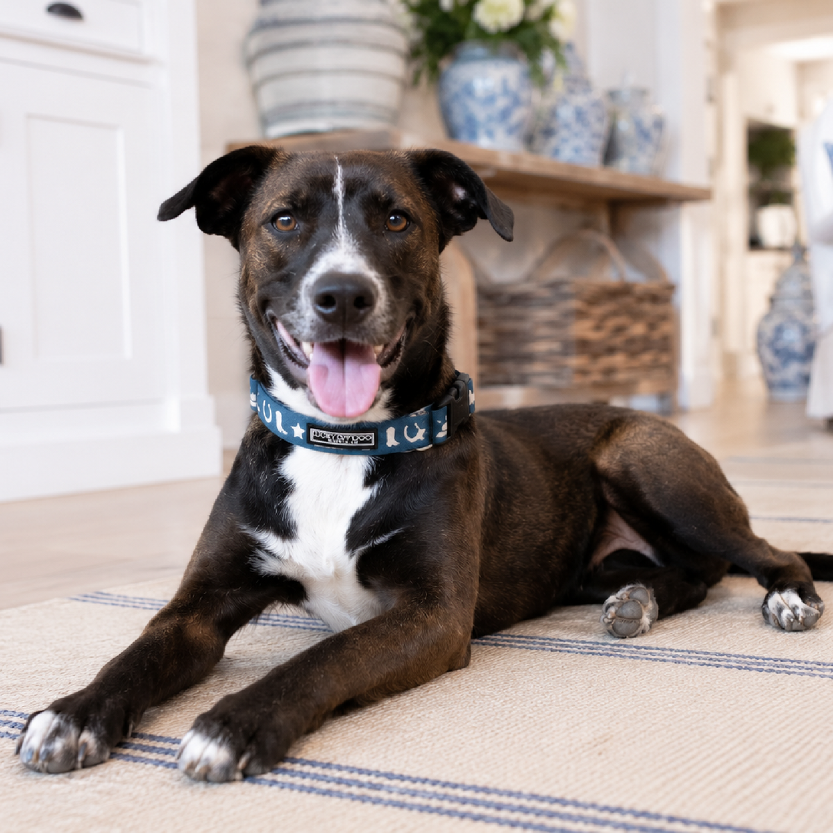 dog in western cowboy collar