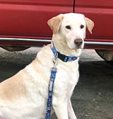 Dog wearing a blue holiday-themed Lucky Love Dog collar and matching leash while sitting in front of a red vehicle.