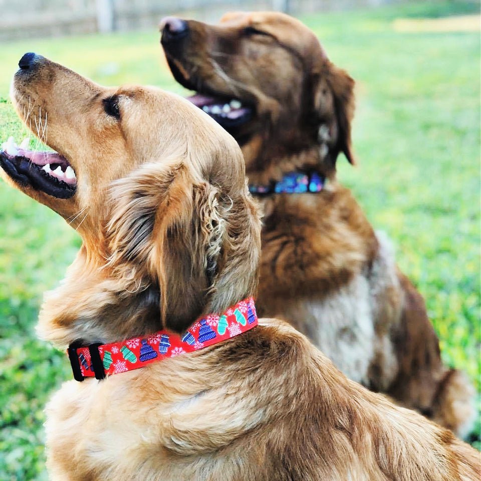red winter snowflake christmas dog collar on cute golden retriever