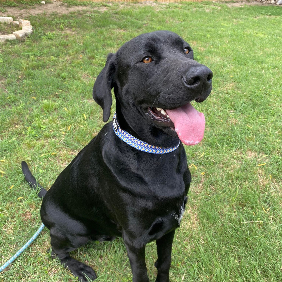 bold blue geometric male dog collar on labrador