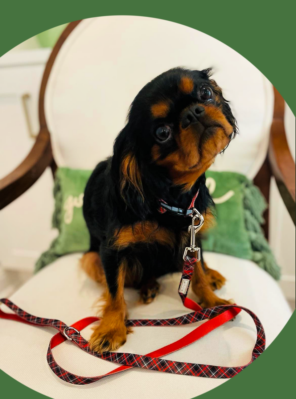 Heywood Leash Wholesale