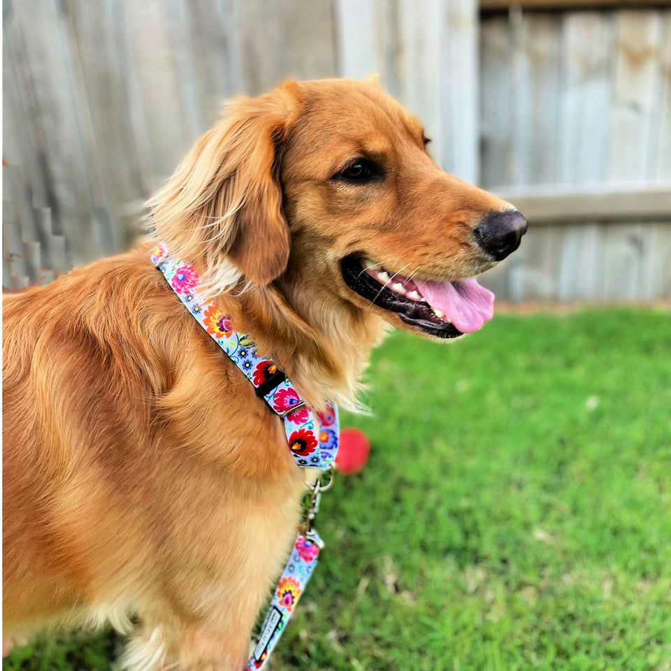 Martingale Collar Bundle - Wholesale