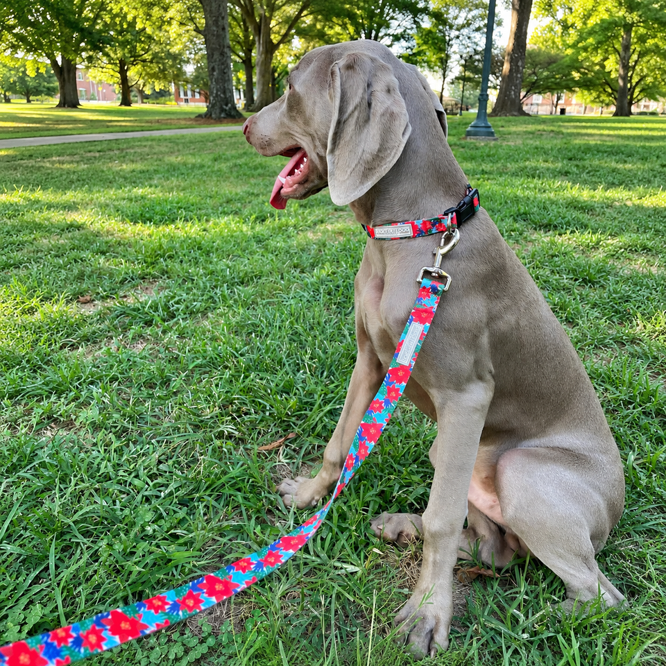 holiday dog collar leash poinsettia on dog