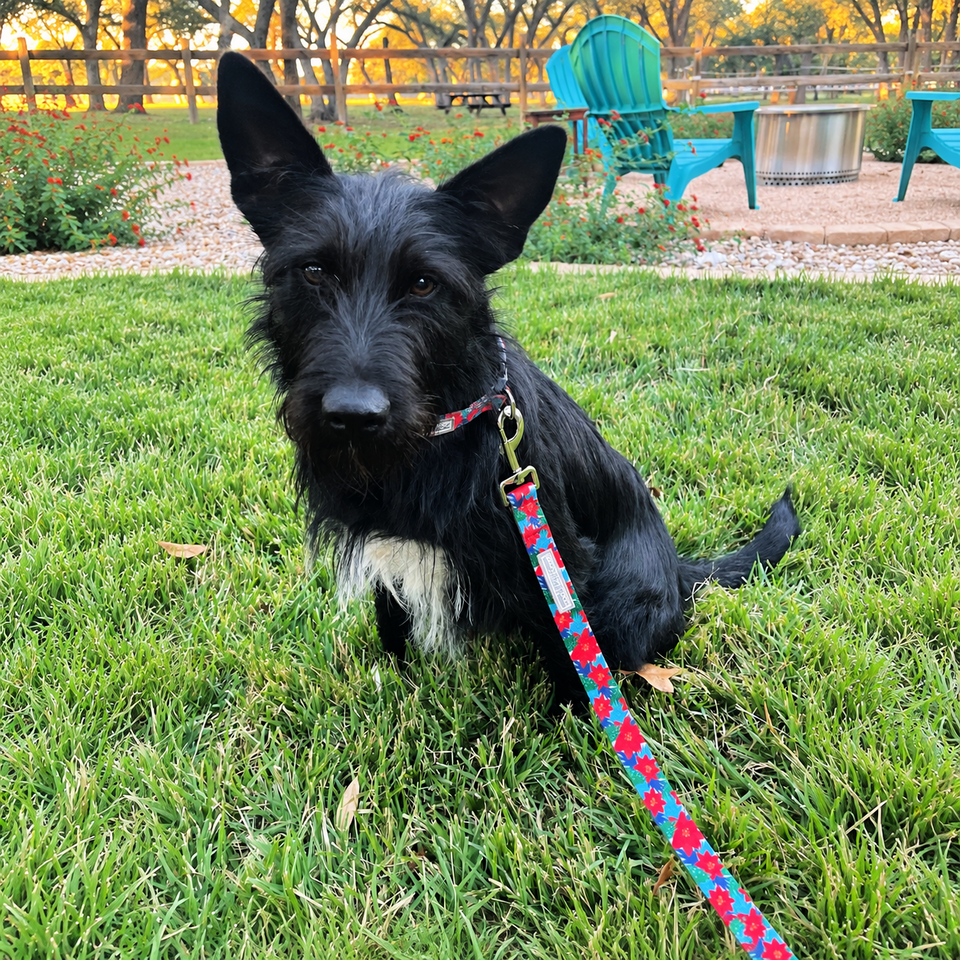 black dog with holiday poinsettia collar and leash set