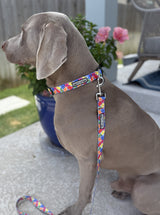 Leash Bundle- Wholesale