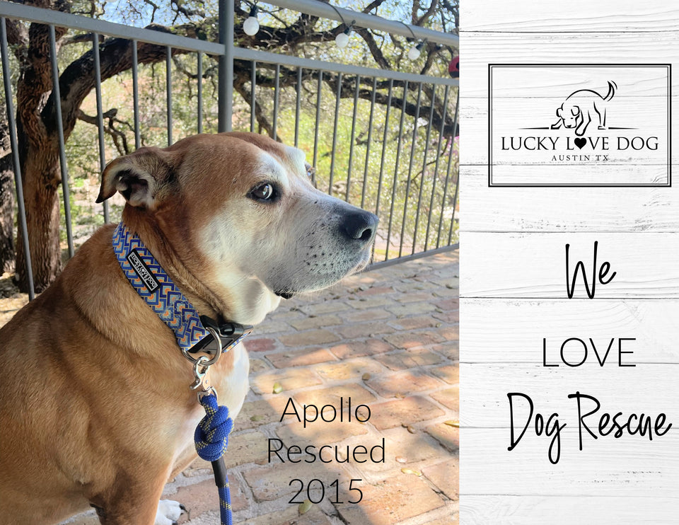 WIDE Murphy Collar Wholesale
