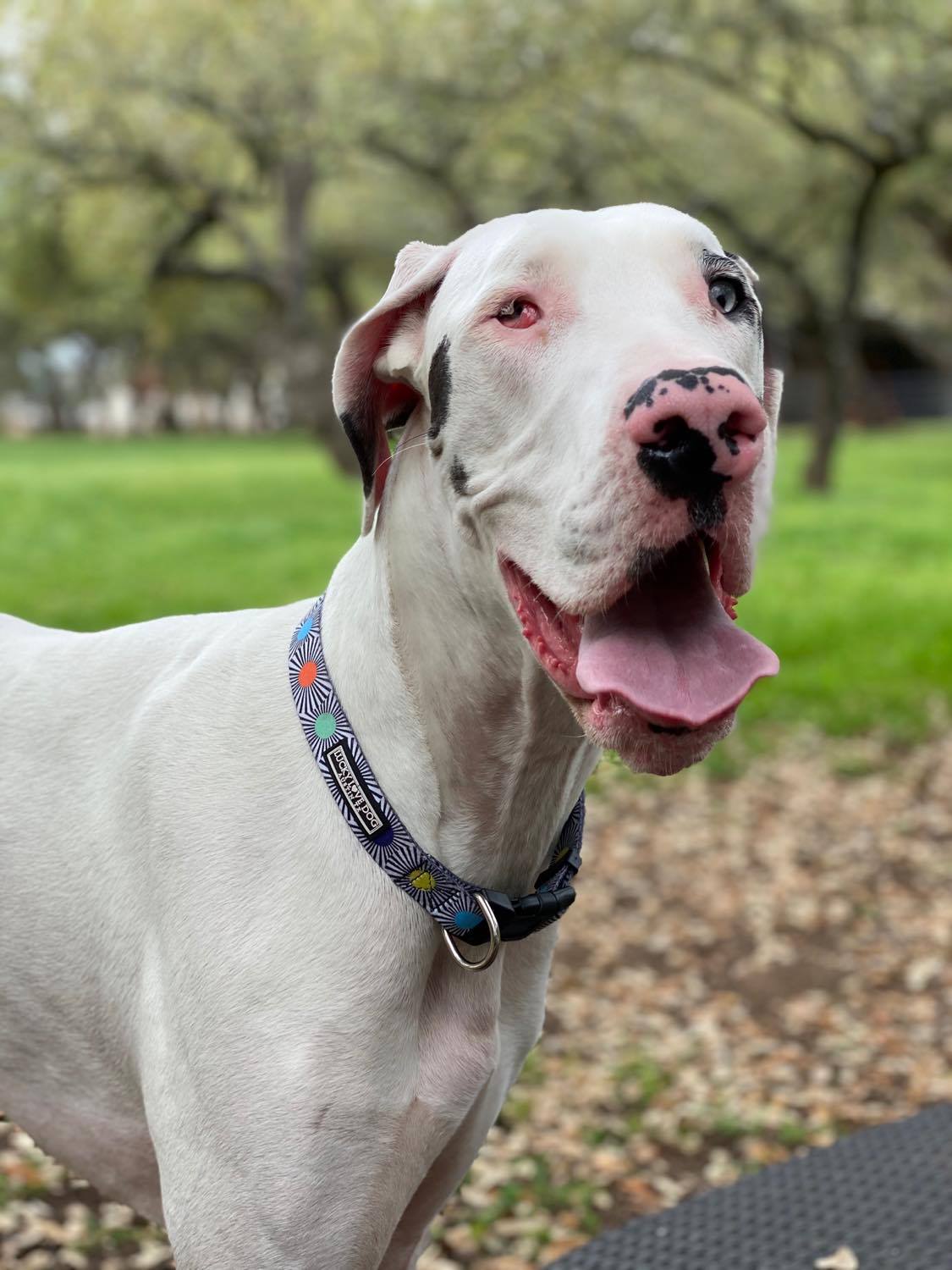 bright modern dog collar on great dane