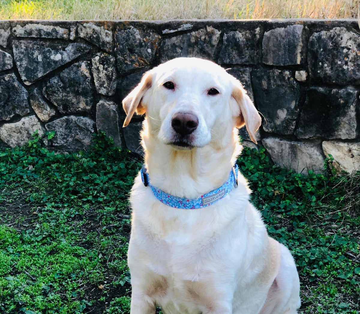 winter blue dog collar on white dog