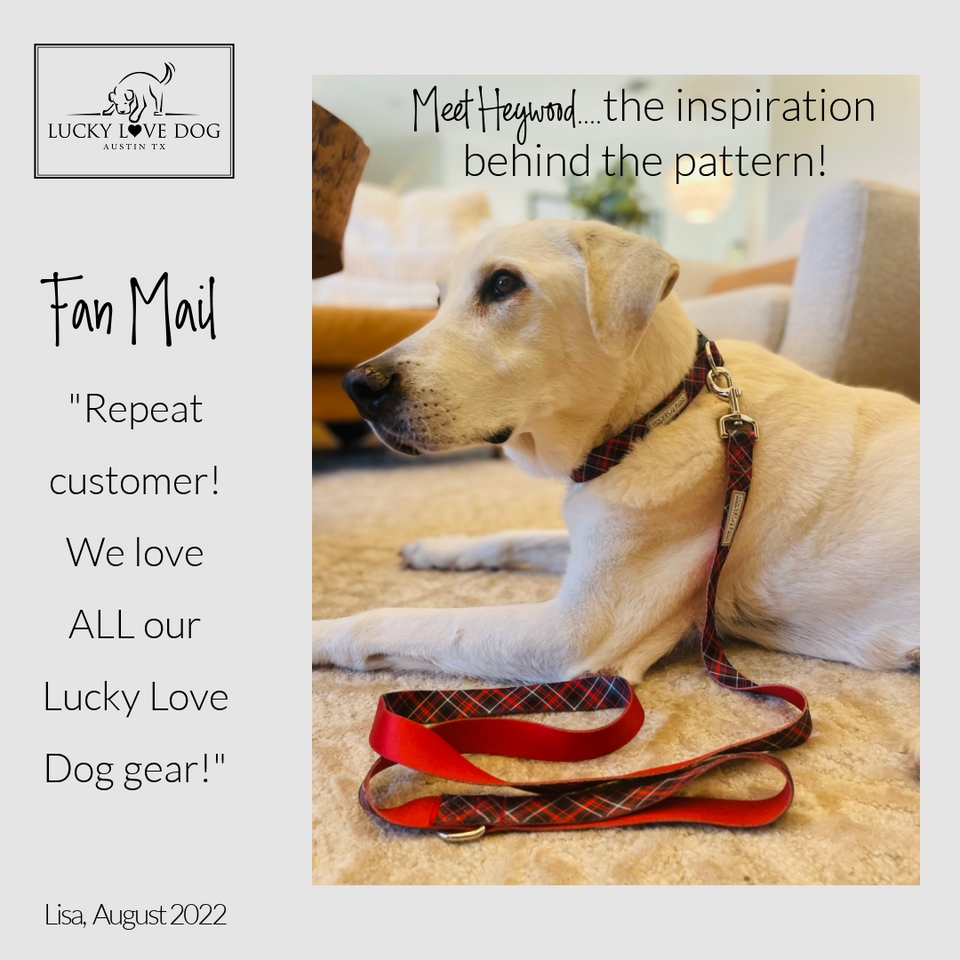 cute plaid dog leash on white dog