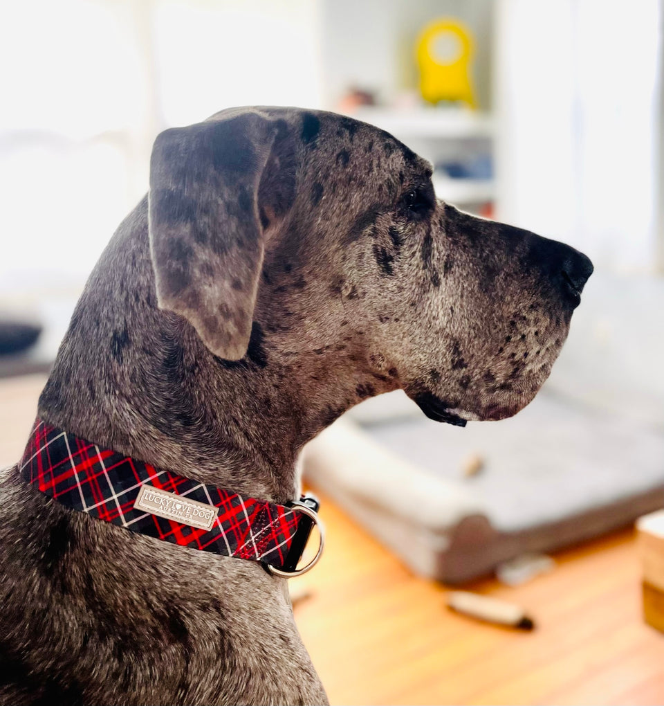 red plaid wide dog collar on cute dog
