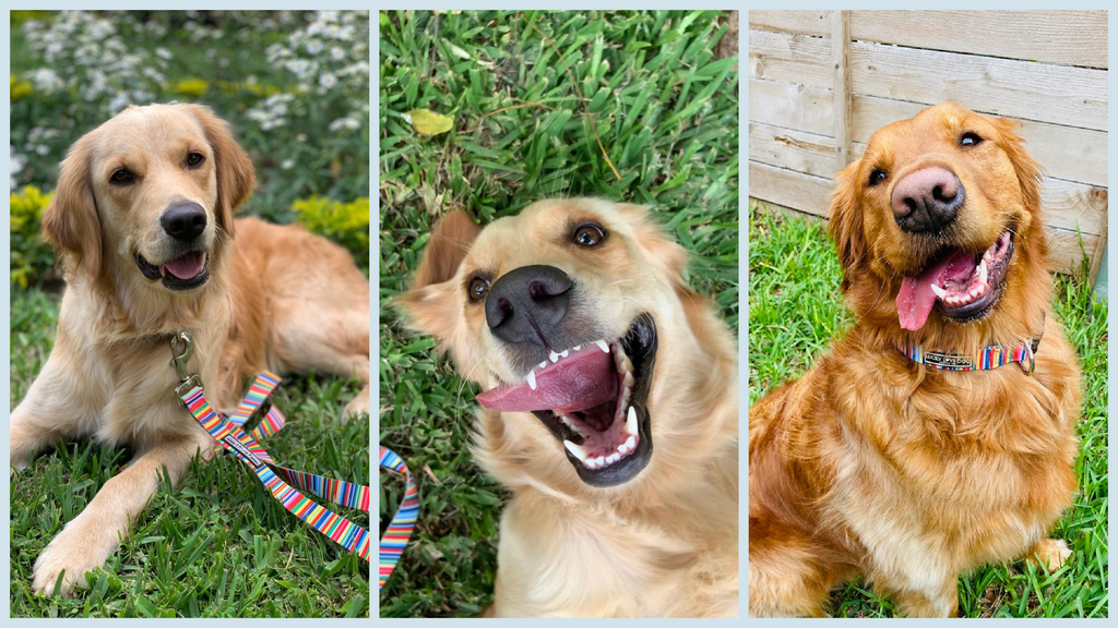 Ever Wondered Why Dogs Eat Grass?