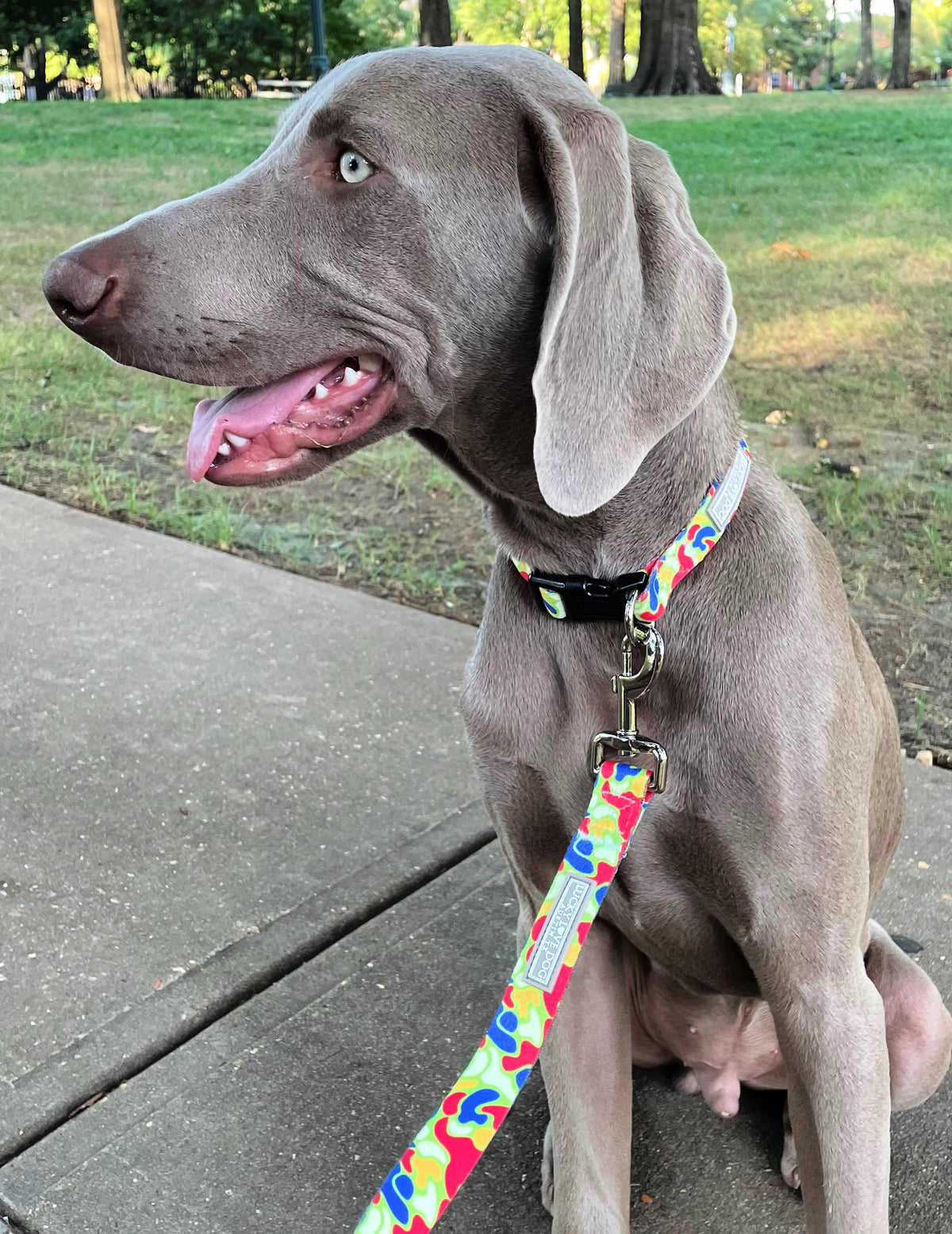 Dog wearing a colorful Lucky Love Dog collar and leash with a bright multicolor abstract pattern in a park setting.