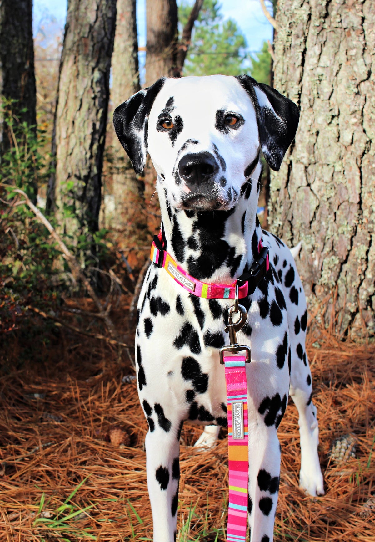 Molly Dog Collar