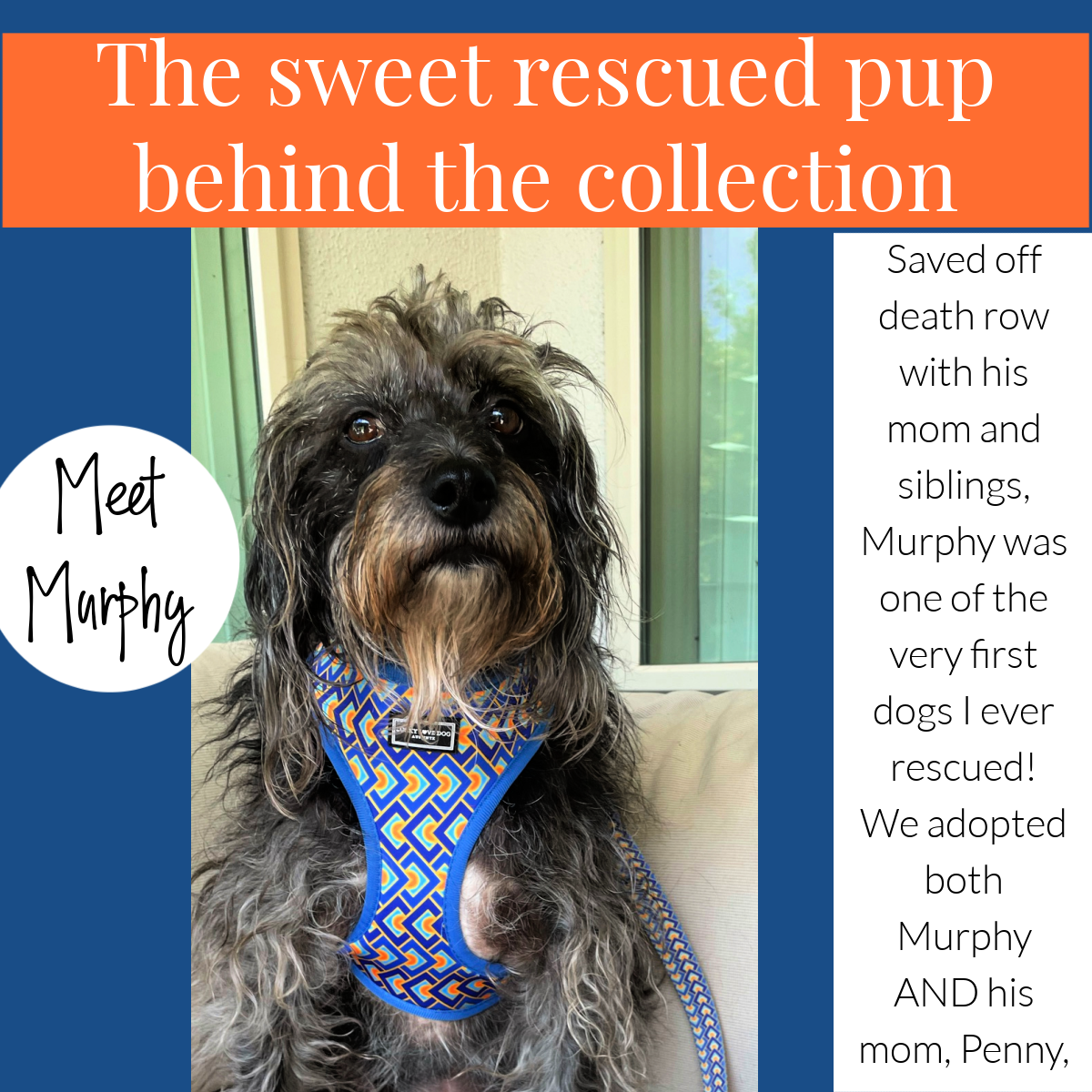 An informational graphic introducing a rescued dog named Murphy wearing a blue and orange geometric pattern harness, alongside text about his adoption story.