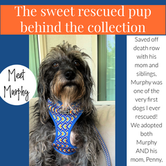 An informational graphic introducing a rescued dog named Murphy wearing a blue and orange geometric pattern harness, alongside text about his adoption story.