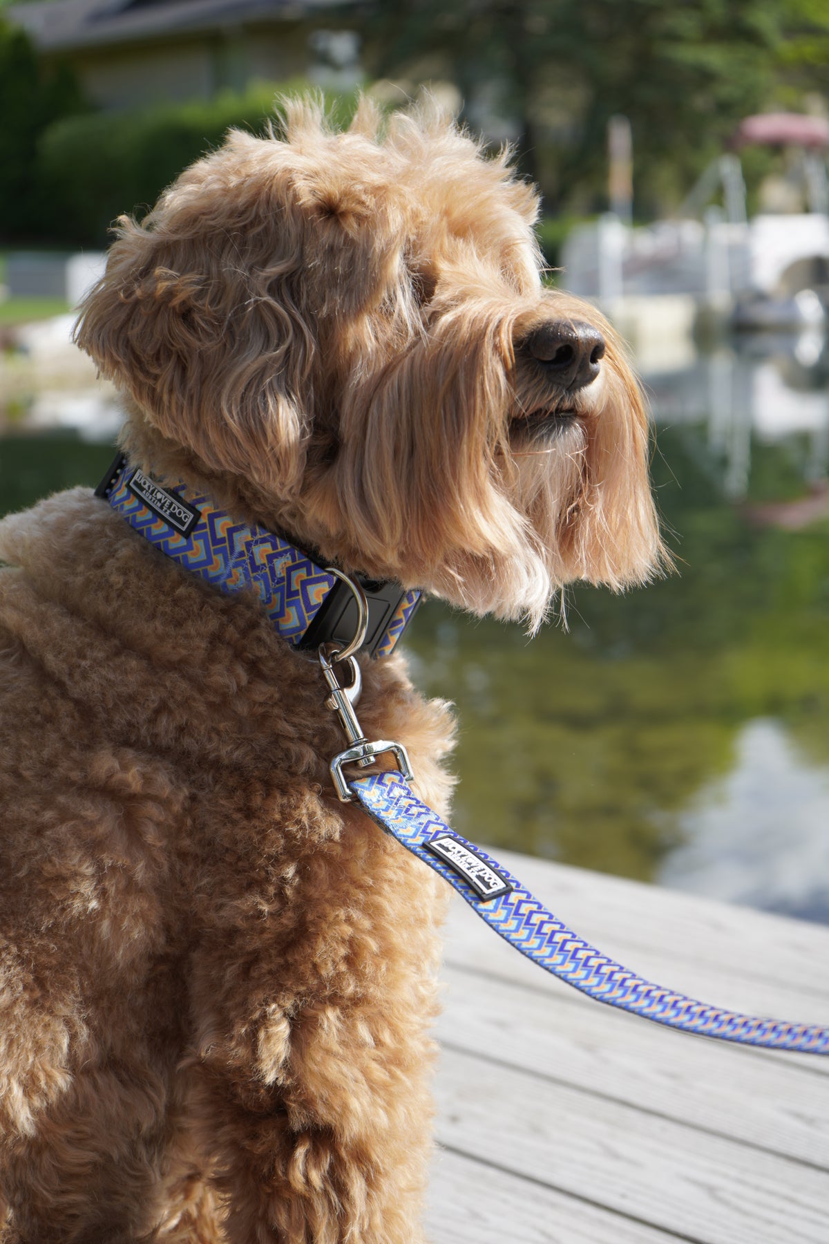 Murphy Dog Collar