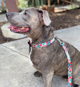 Dog wearing a colorful collar and leash on a sidewalk
