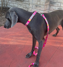 Molly Dog Collar