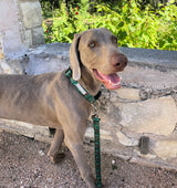 Dog wearing a green holiday-themed Lucky Love Dog collar and leash while walking outdoors.