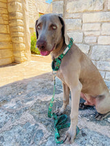 Dog wearing a green holiday-themed Lucky Love Dog collar and leash while sitting on a stone pathway outdoors.