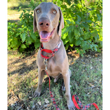 Happy dog outside wearing a red plaid dog collar and leash.