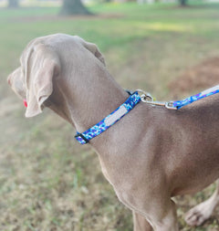 Dog wearing a blue geometric Lucky Love Dog collar and matching leash