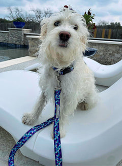 white dog wearing a blue and purple geometric Lucky Love Dog collar and leash