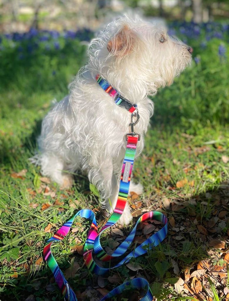 fiesta mexican bright striped dog leash and dog collar on cute white dog