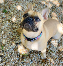  small brown dog wearing modern colorful dog collar