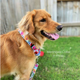 ladybird martingale on dog
